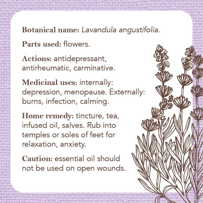 Apothecary Flashcards