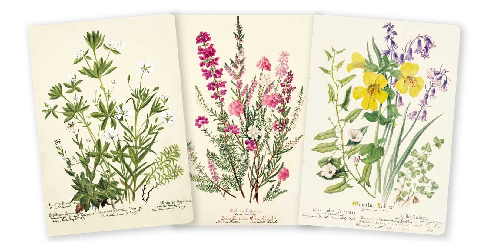 Three botanical illustrations of different plants on a beige background