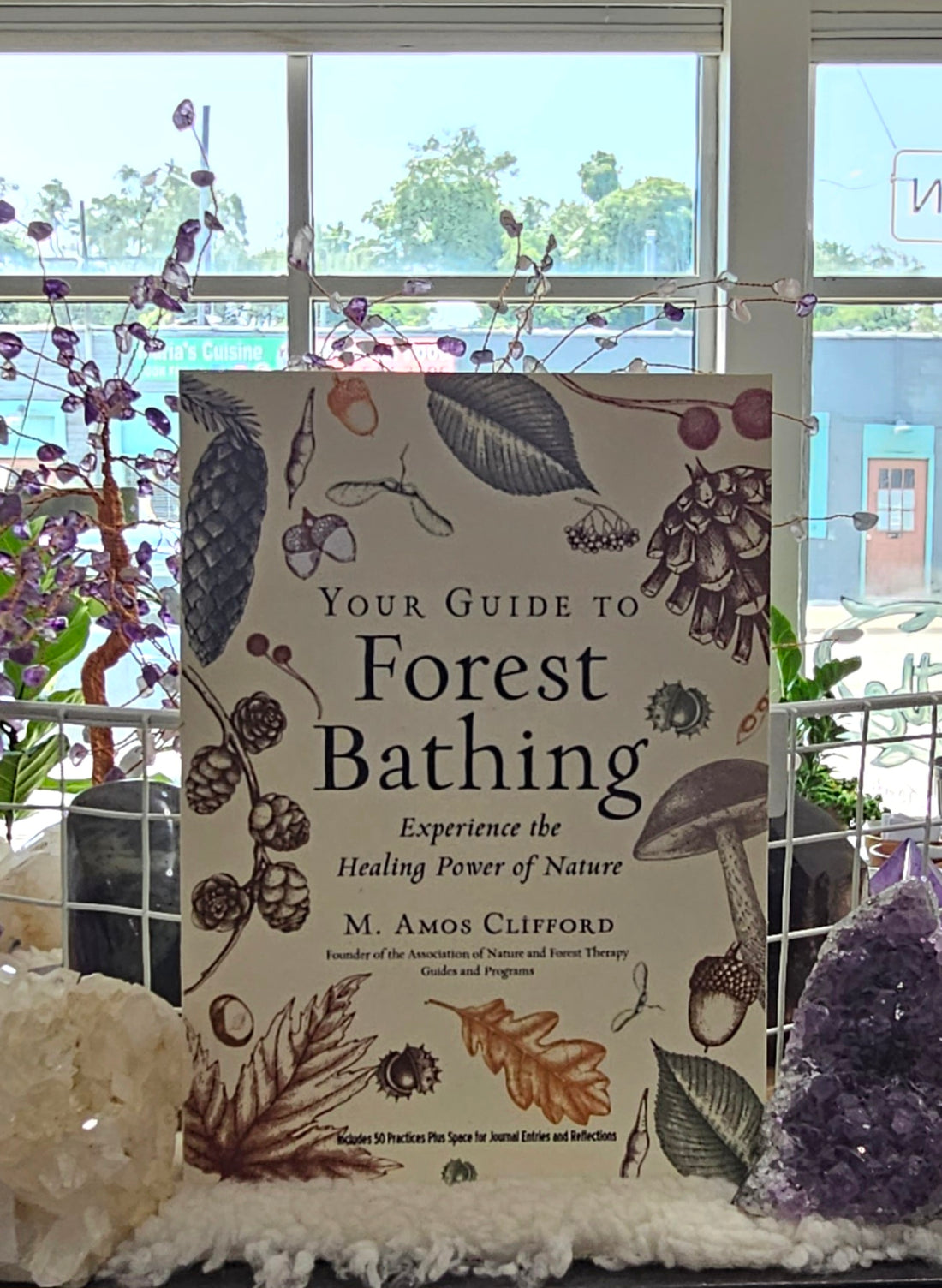 Your Guide to Forest Bathing cover