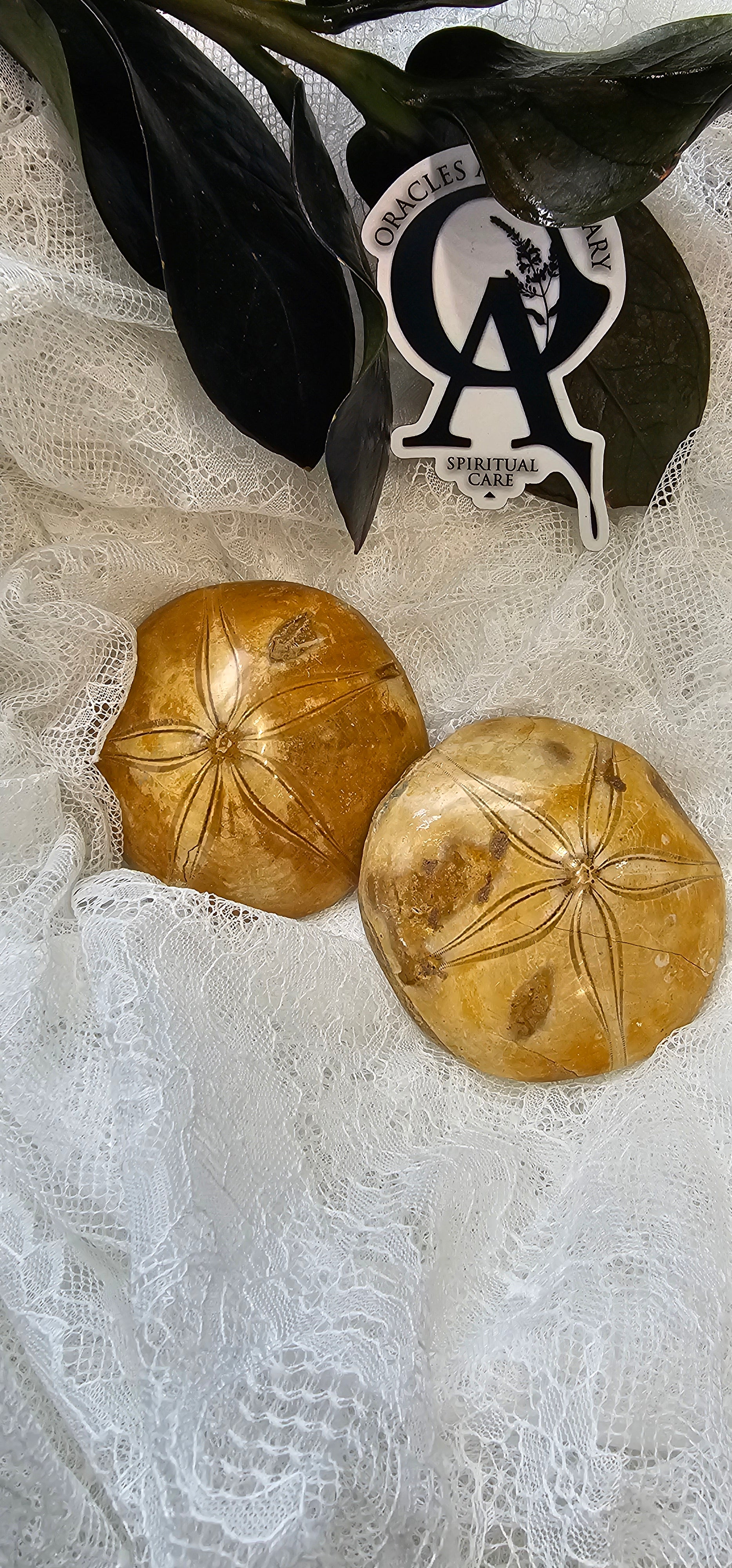 Sand Dollar Fossil (Sea Urchin)