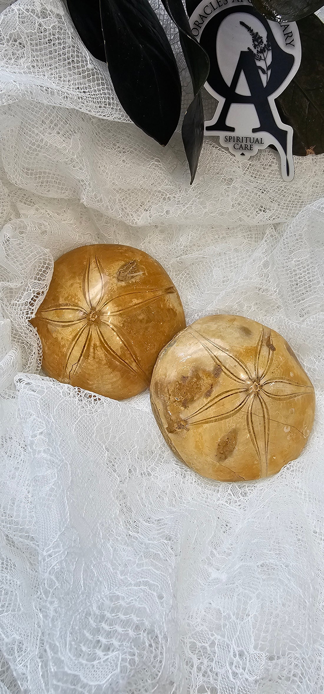 Sand Dollar Fossil (Sea Urchin)