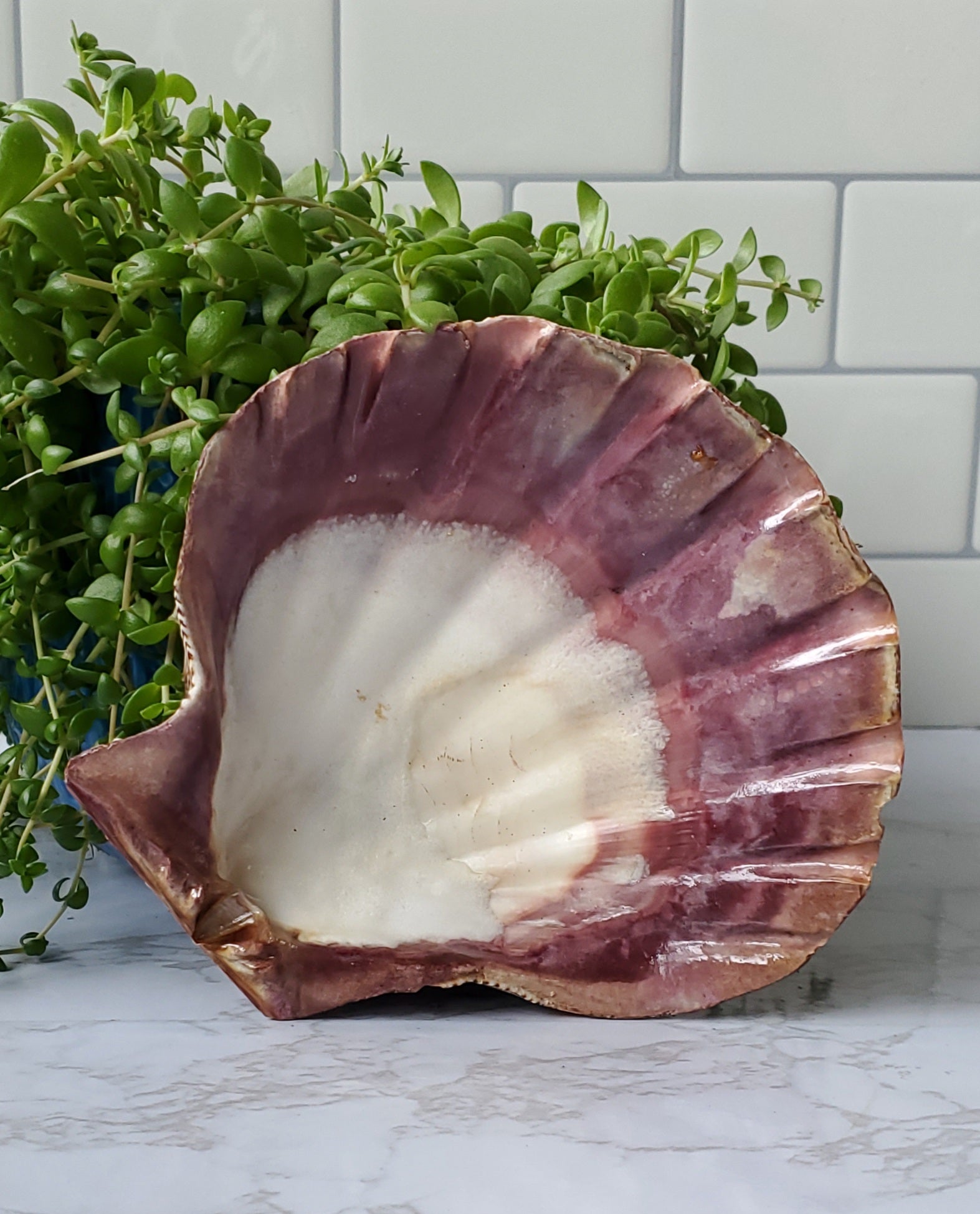 Lion Paw Shell