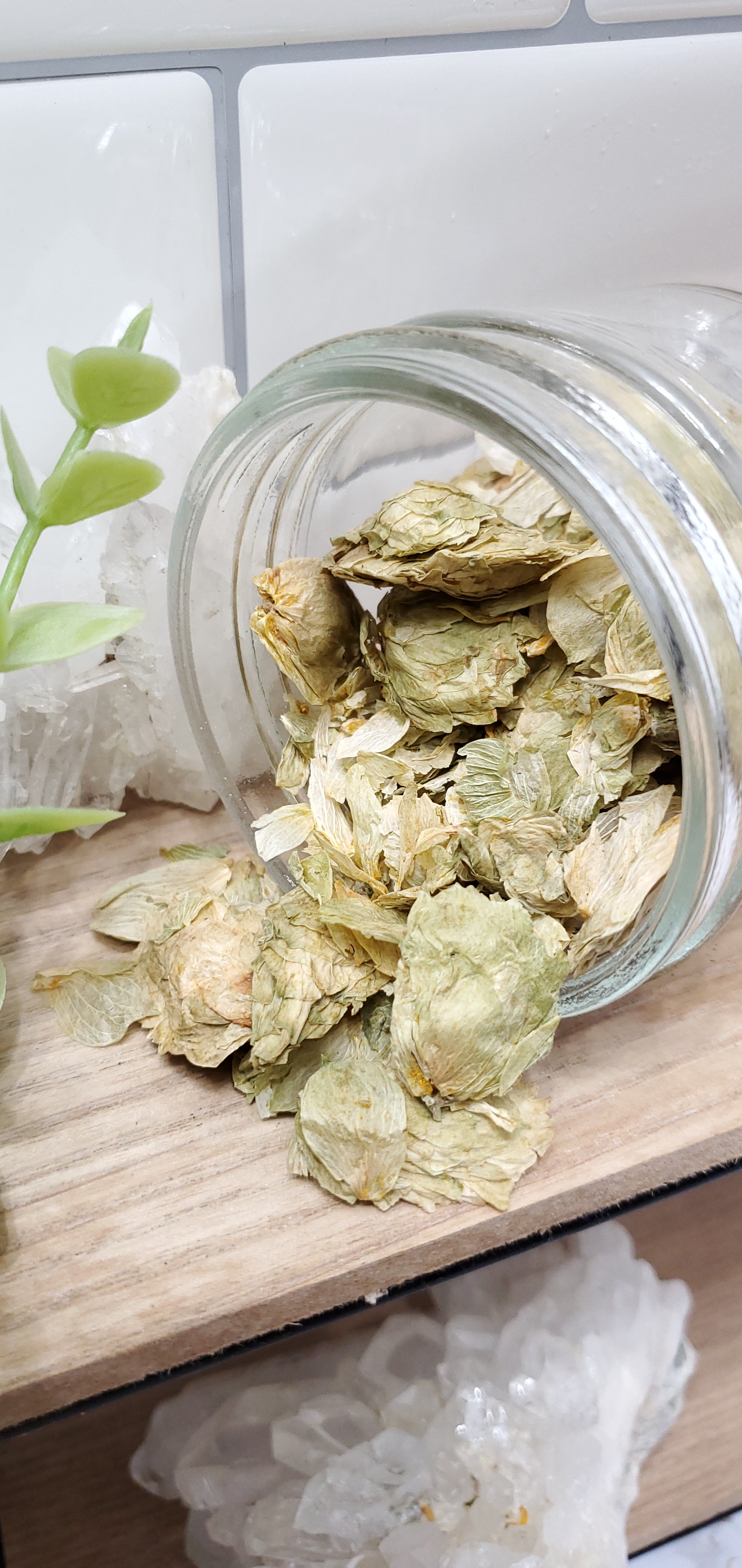 hops spilling out of a jar