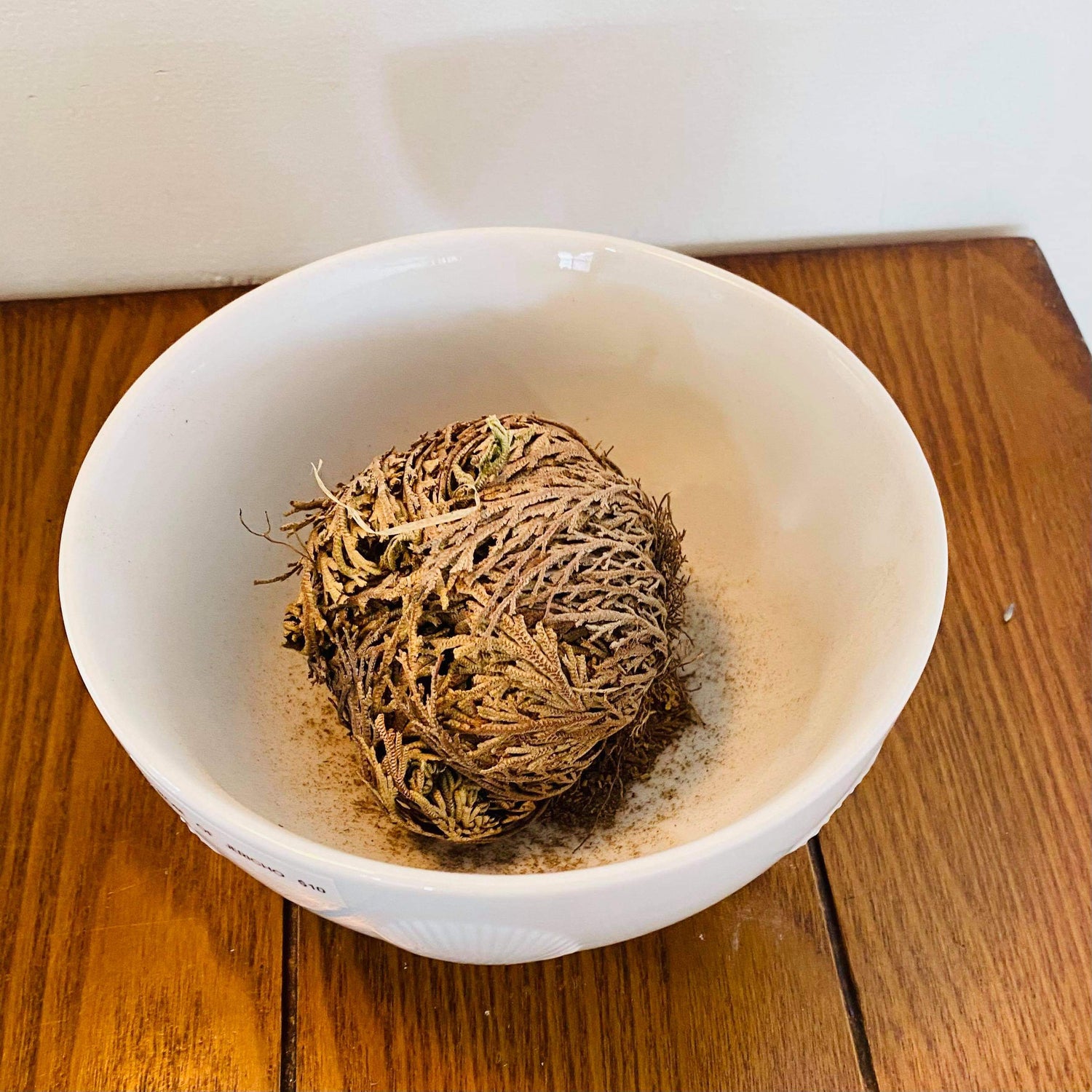 Rose of Jericho