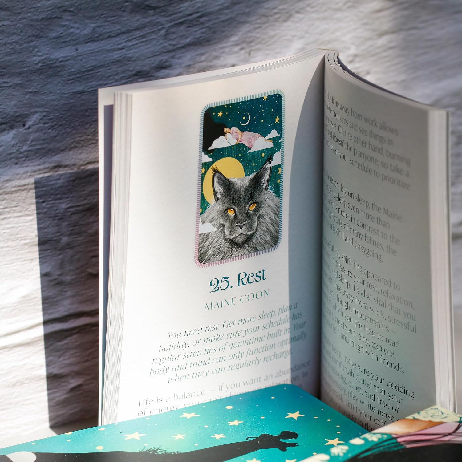 maine coon on guidebook page