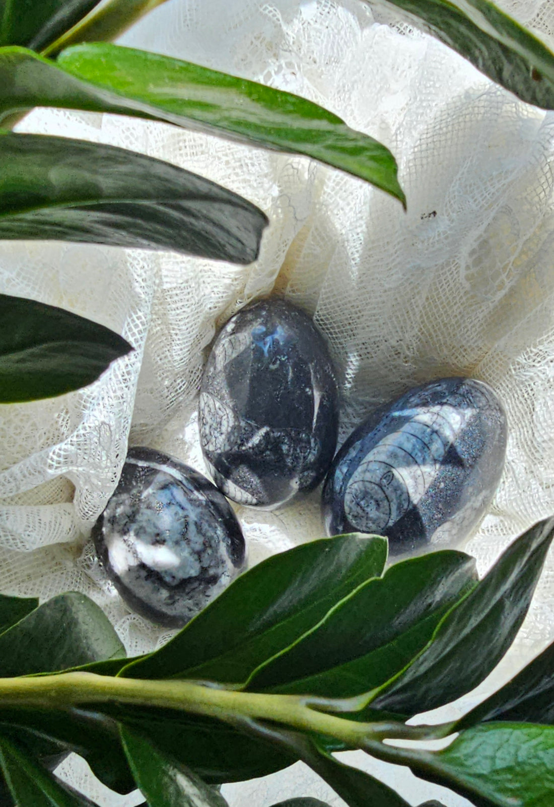 Orthoceras Egg lying in a white lace bowl