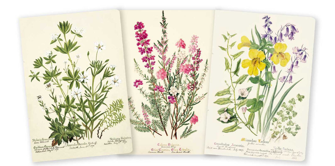 Three botanical illustrations of different plants on a beige background