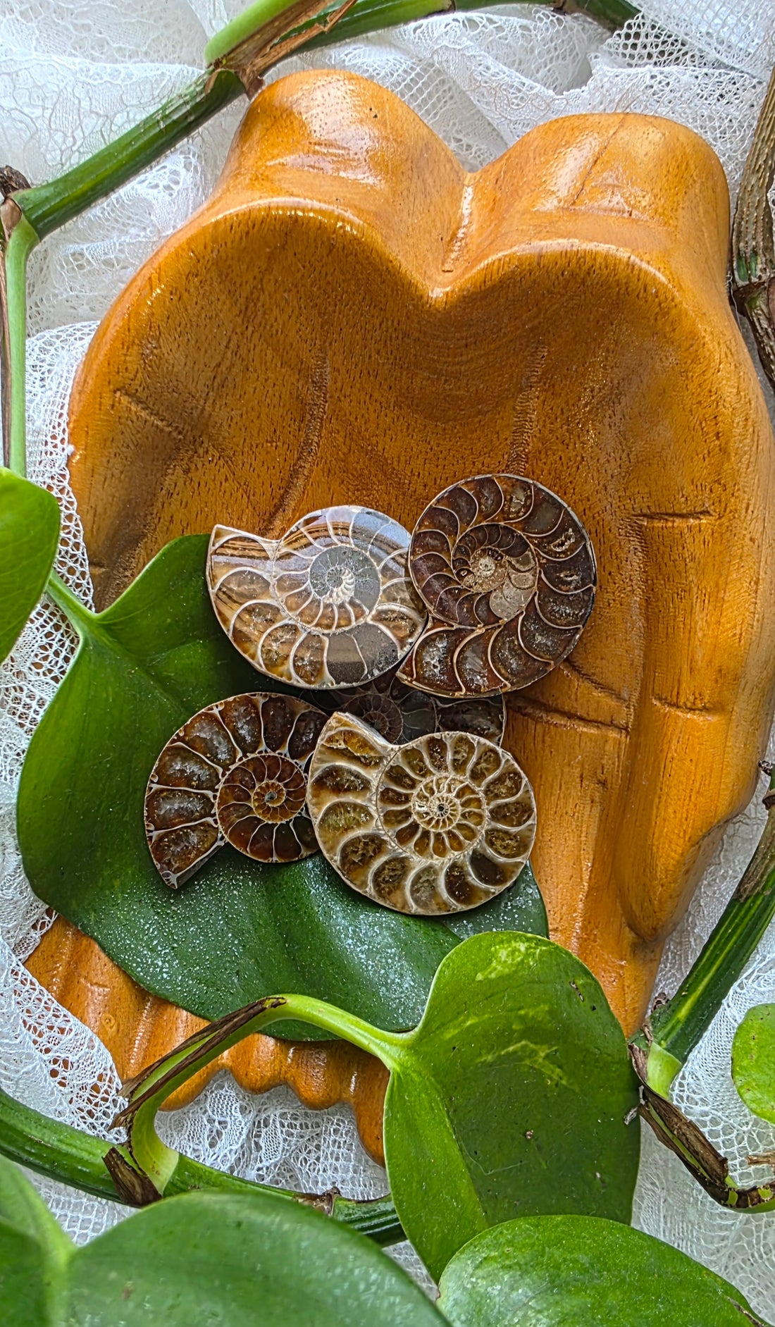 Ammonite Fossil