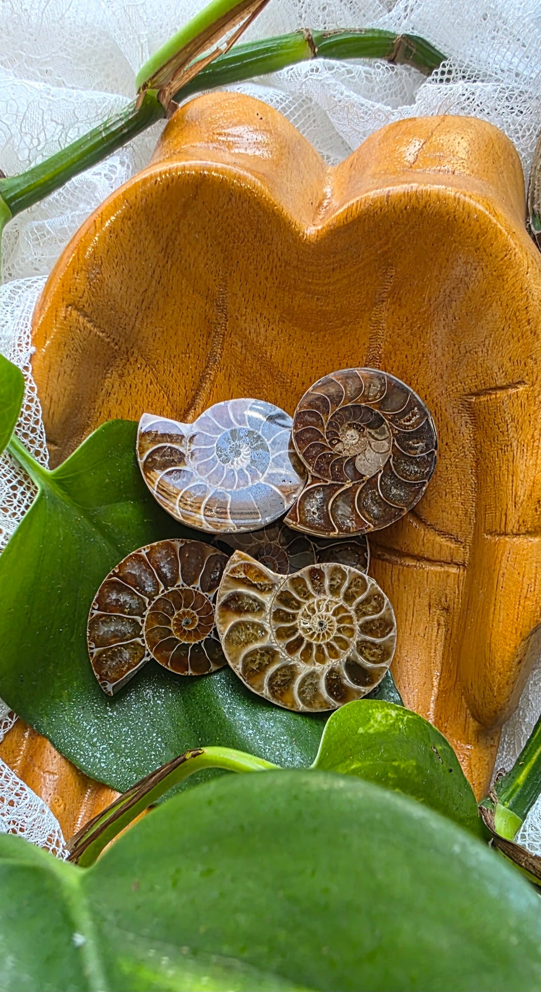 Ammonite Fossil