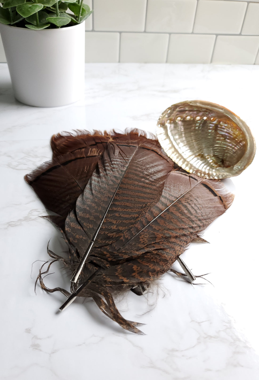 Wild Turkey Smudge Feather