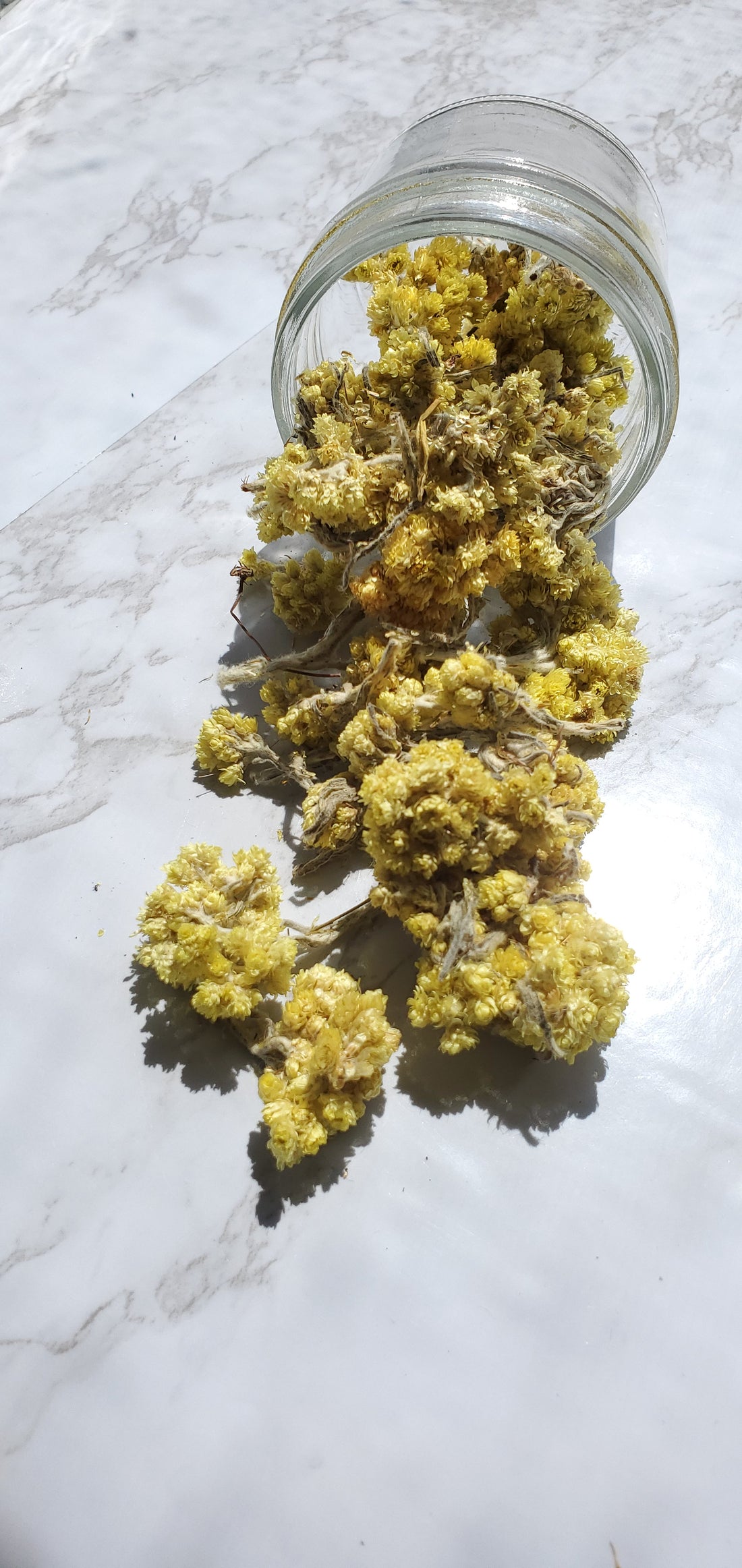 Life Everlasting Flowers